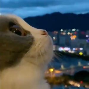 Meet your Posher, Alba